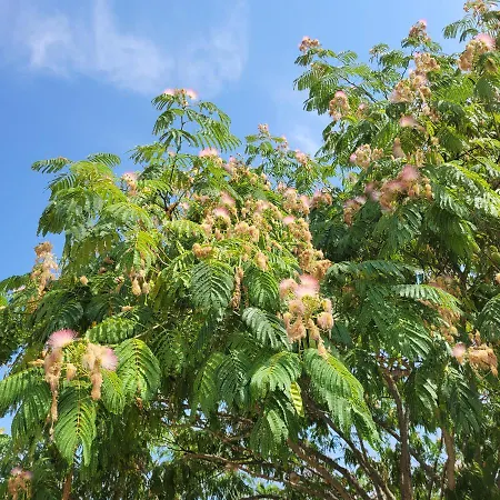 Holiday home Albizia Rouge - De Charme A La Campagne