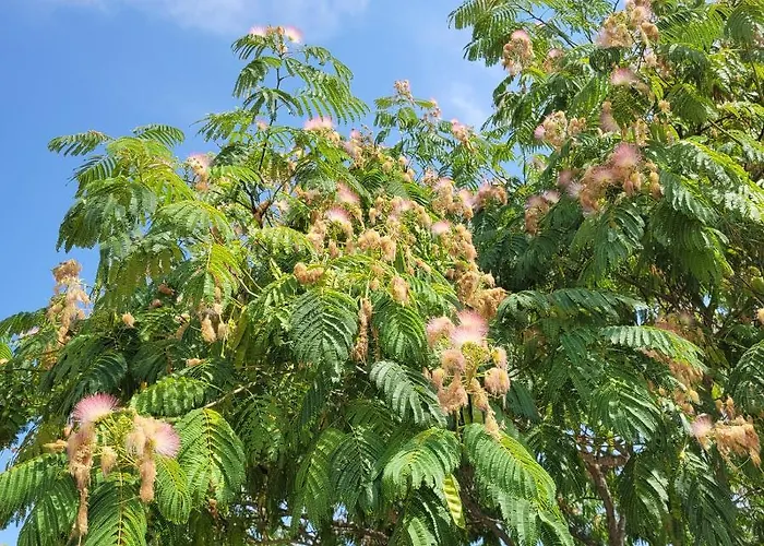Nyaraló Albizia Rouge - De Charme A La Campagne